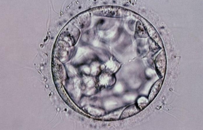 Scientists Create Artificial Embryo Structure Using Stem Cells
