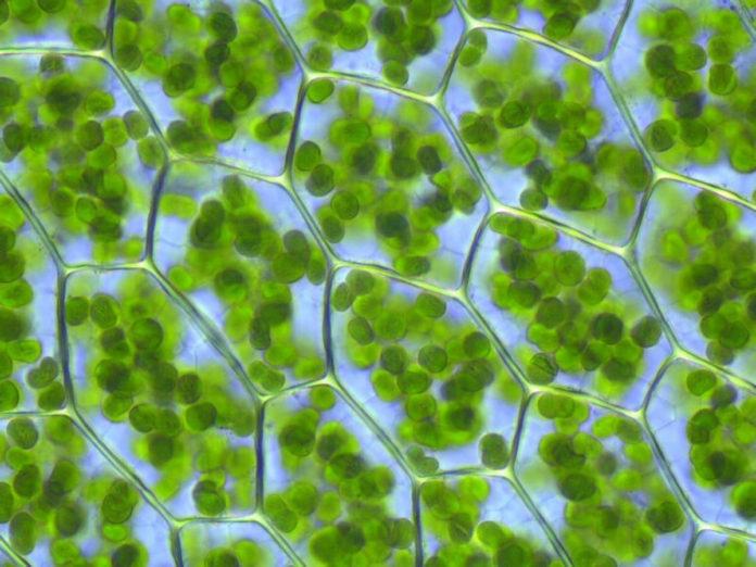 New Study Shines Light on Photosynthesis Process