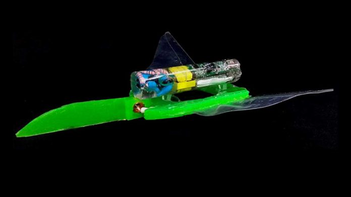 Something’s fishy about this manta-ray-like robot. Perhaps it’s the fact that it uses water as a conductor for dangerously high-voltage electrical energy? This system safely bent the robot’s flexible layer and helped it flap its fins. Credit: Li et al. 2017;3:e1602045