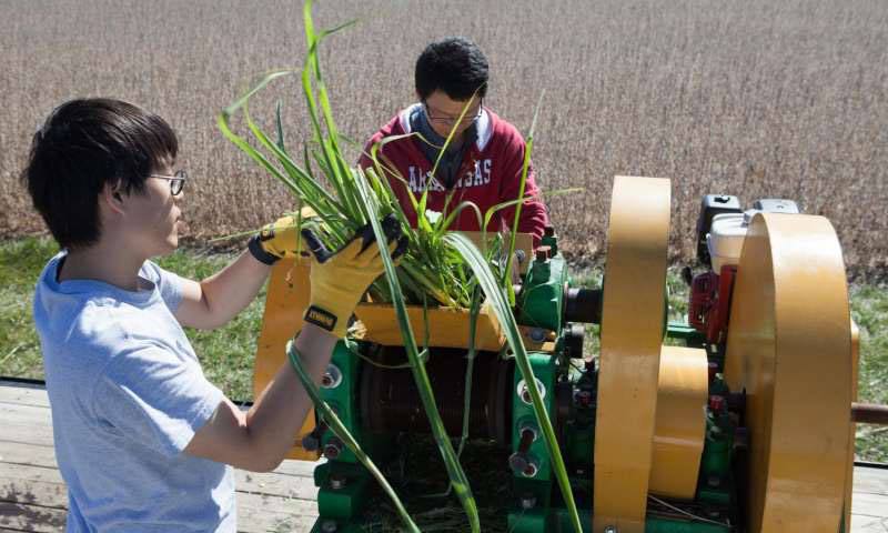 Scientists Engineer Sugarcane to Produce Biodiesel, More Sugar for Ethanol