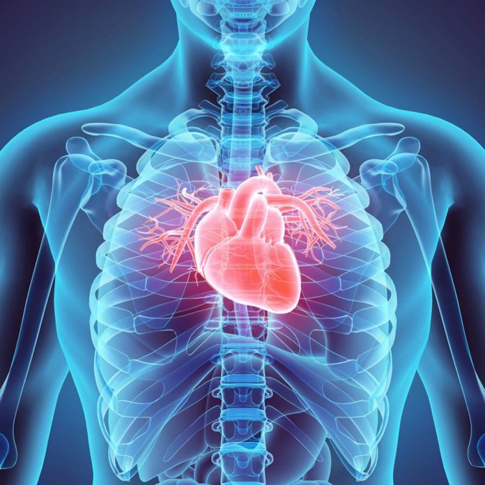One Day We Could Actually Regenerate Human Hearts