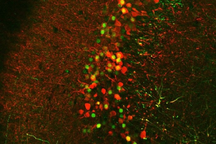 MIT Neuroscientists Build Case for New Theory of Memory Formation