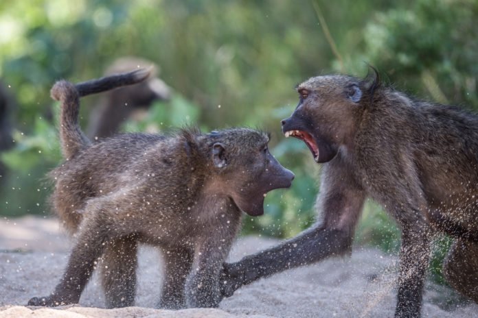 An aggressive interaction between baboons