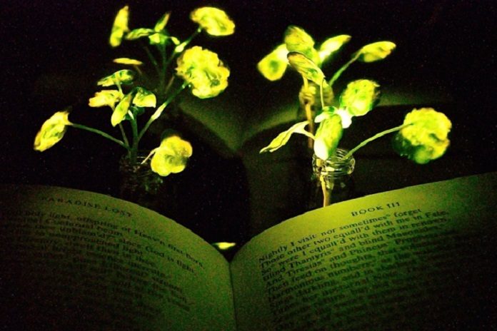 MIT Engineers Created Plants that Glow