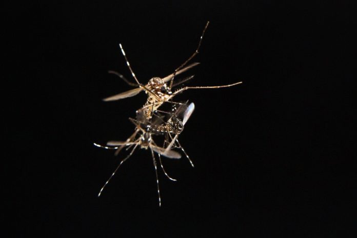 Mosquito Mate Protein could Provide Key to Controlling Disease