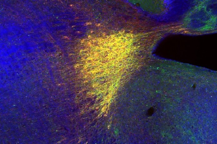 Scientists Discovered How the Brain Selectively Remembers New Places