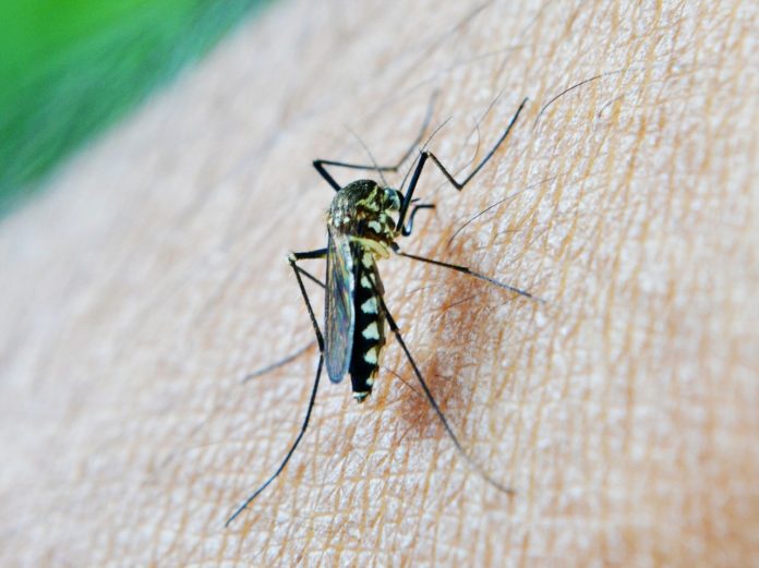Researchers Reveal New Vaccine to Target Malaria