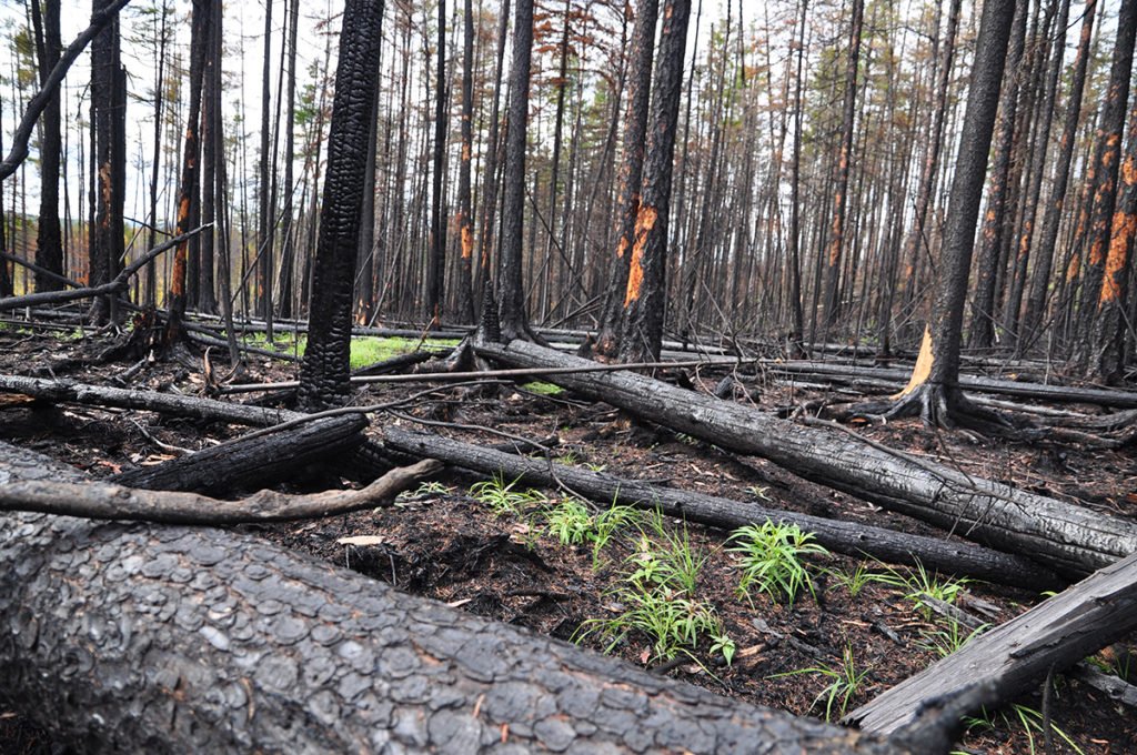 Charcoal remains could accelerate CO2 emissions after forest fires