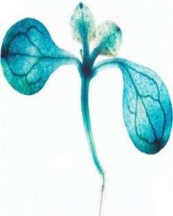 Scientists discovered a new regulator of vesicle trafficking in plants