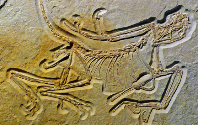 The eleventh Archaeopteryx