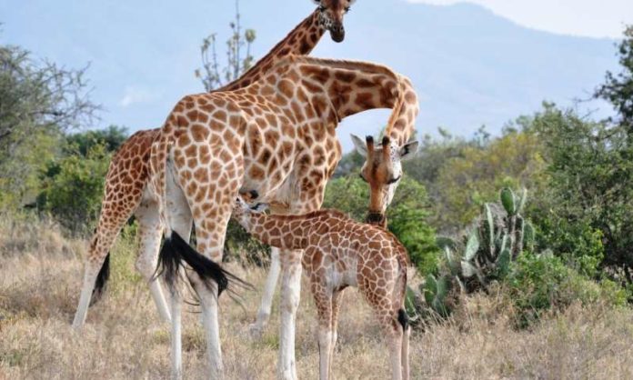 Study investigates impact of lions living alongside giraffe populations