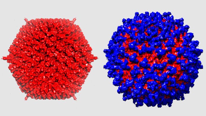 The adenovirus (left) camouflages itself from the immune system thanks to its protective coat (right).
