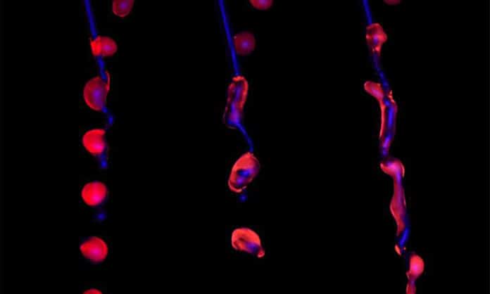 Scientists successfully 3D printed living cells
