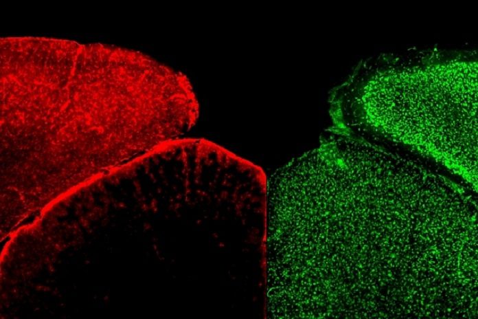 In this image of a mouse visual cortex, astrocytes (stained red) appear about as abundant as neurons (green).