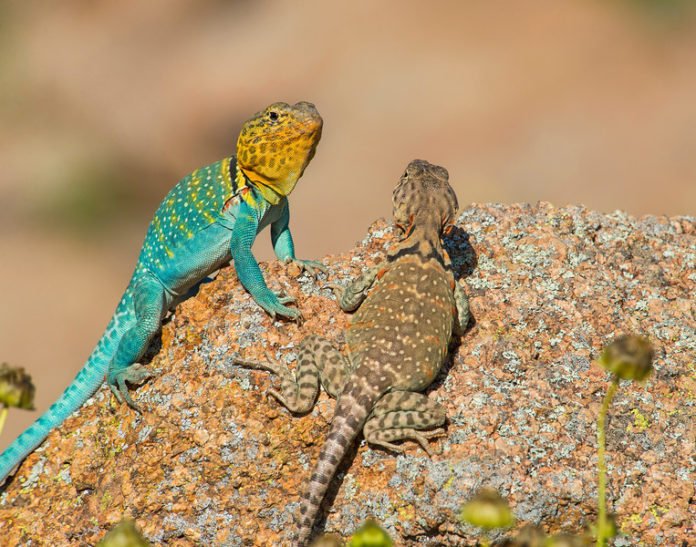 The study suggests male and female Liolaemus foxi occupy distinct niches and compete for different resources with different species of lizard.