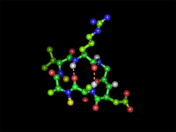 Cyclic hexapeptide in its bioactive form with the integrin-binding tripeptide sequence arginine-glycine-aspartic acid: Green spheres represent carbon atoms, red oxygen atoms, blue nitrogen atoms and white hydrogen atoms. Yellow spheres represent the two N-methyl groups and dashed orange lines show the two intramolecular hydrogen bonds. Arrangement (clockwise): arginine (top), glycine, aspartic acid, alanine, N-methylated alanine, N-methylated D-valine