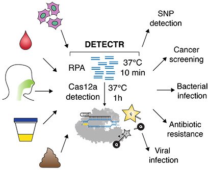 The new DETECTR system based on CRISPR-Cas12a can analyze cells, blood, saliva, urine and stool to detect genetic mutations, cancer and antibiotic resistance as well as diagnose bacterial and viral infections. Target DNA is amplified by RPA to make it easier for Cas12a to find it and bind, unleashing indiscriminate cutting of single-stranded DNA, including DNA attached to a fluorescent marker (gold star) that tells researchers that Cas12a has found its target.
