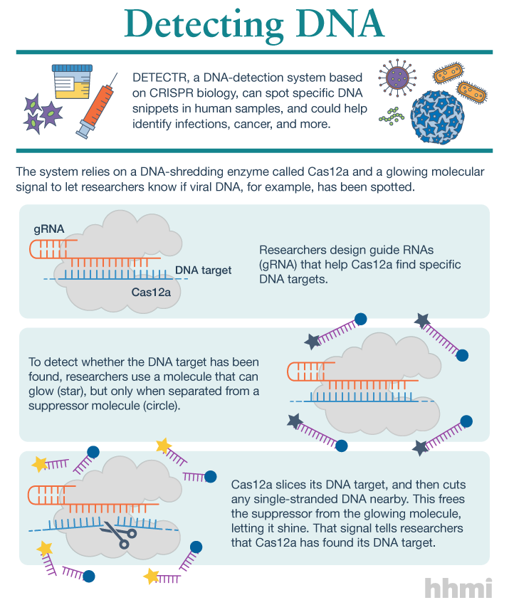 HHMI DETECTR Infographic by the Howard Hughes Medical Institute