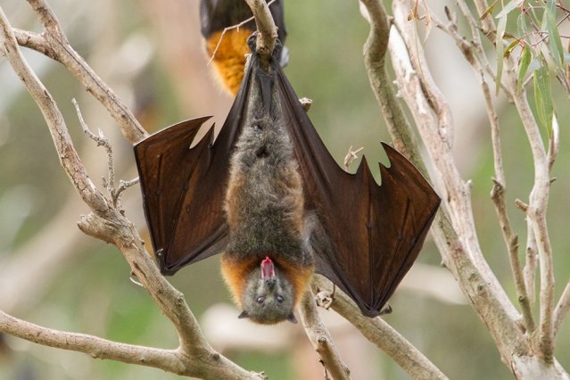 Model predicts how hairy tongues help bats drink up