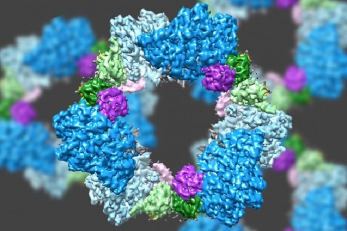 Using a state-of-the-art type of electron microscopy, an MIT-led team has discovered the structure of an enzyme that is crucial for maintaining an adequate supply of DNA building blocks in human cells