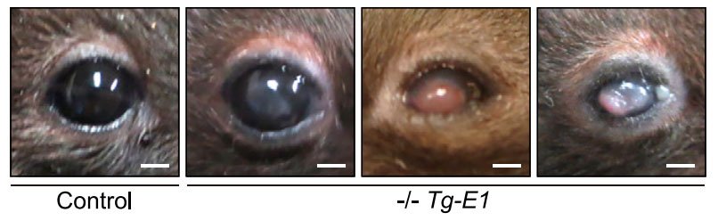 Photographs of the eye morphologies of 5-mo-old female control [Elovl1+/+ Tg(IVL-Elovl1)30] and 5- to 19-mo-old male/female Elovl12/2 Tg(IVL-Elovl1)30/45 mice (1 male and 2 females). Original scale bars, 1 mm. 