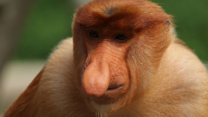 free-ranging proboscis monkey