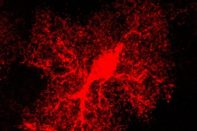 Astrocytes' role in information processing in the brain is being studied by researchers at the Picower Institute for Learning and Memory.