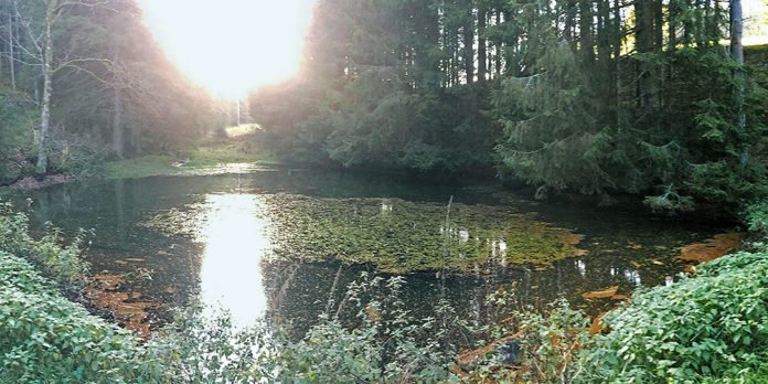 Small pond in the forest: This is only accessible by land, but there are fish here