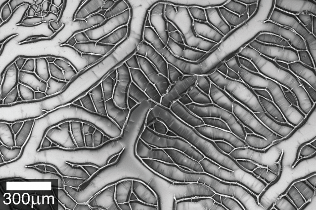 A scanning electron microscope image shows that heat-treated aligned carbon nanotubes self-assemble into cells with clearly defined cell walls when they are densified by applying and evaporating a few drops of liquid acetone or ethanol. MIT researchers have developed a systematic method to predict the geometry of the two-dimensional cellular patterns that these nanotubes will form. Bright lines represent top edges of cell walls, while darker portions represent nanotubes closer to the silicon substrate base, which is seen in the flat spaces between cell walls.