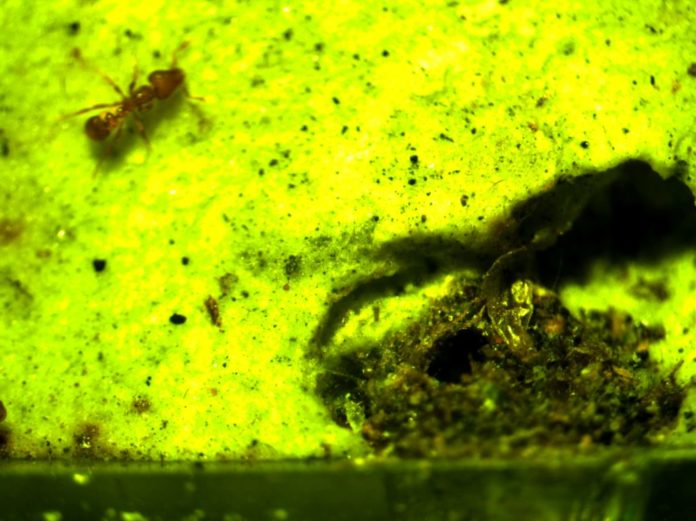 Decoding behavioral variation in clonal ants
