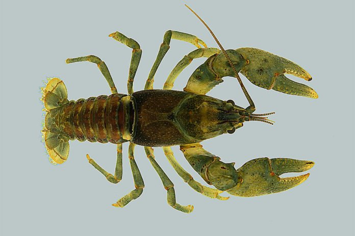 The crayfish Faxonius eupunctus is rare and under consideration for endangered species status. Photo by Christopher Taylor
