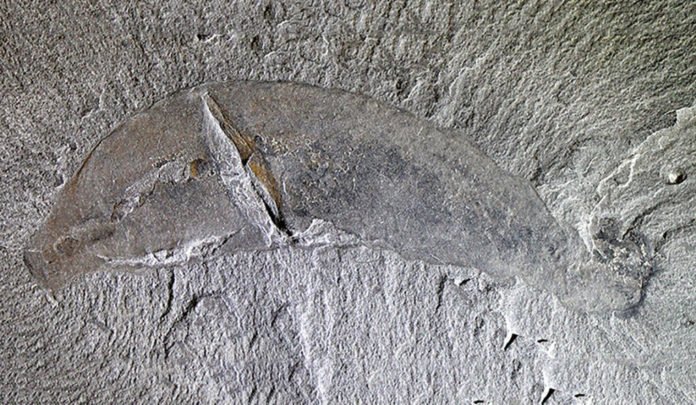 Ottoia, a burrowing priapulid worm from the Cambrian Burgess Shale in British Columbia (508 million years old) is about 8 cm long