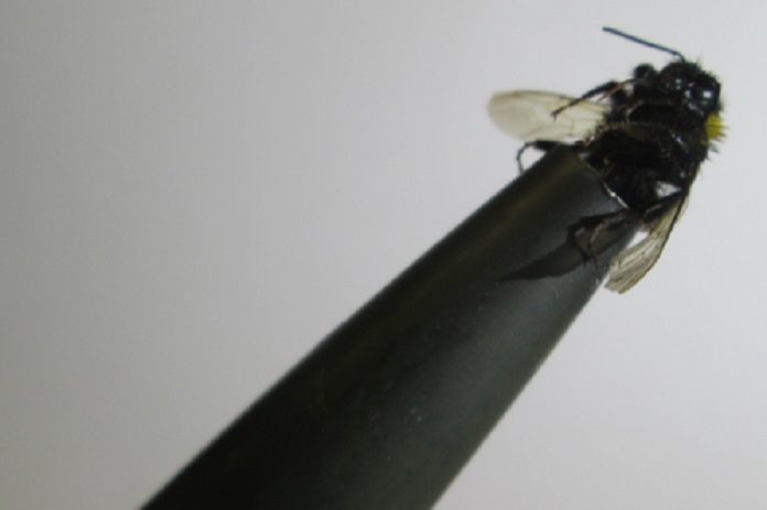 A bee on a Pitot tube