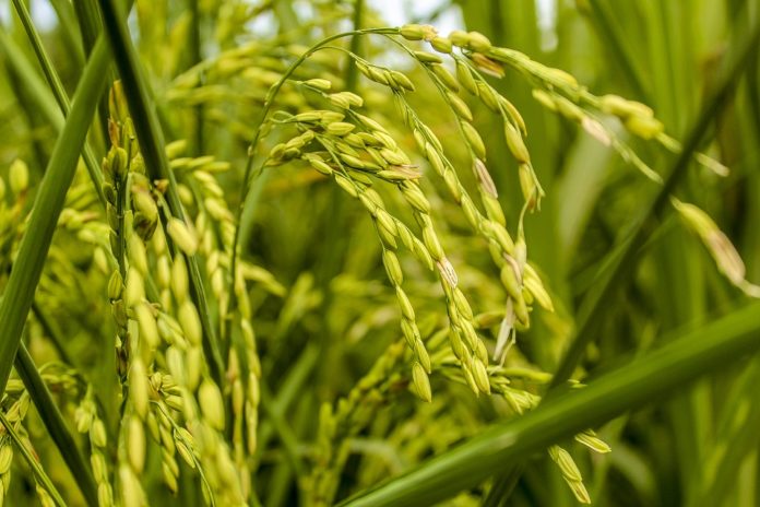 Rice Farming, Green, Nature