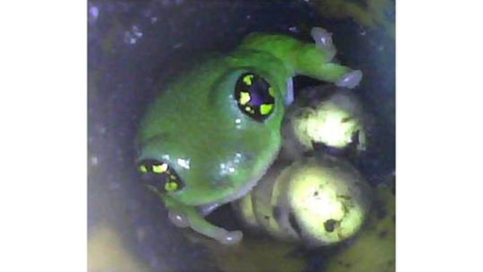An NUS-led study has found that the father white-spotted bush frogs guard their fertilised eggs to prevent other cannibalistic male frogs and predators from consuming their offspring by attending to and guarding or damaging the eggs