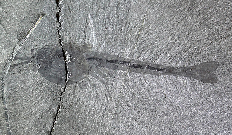 Waptia, a shrimp-like fossil from the Cambrian Burgess Shale in British Columbia (508 million years old) is about 5.5 cm long.