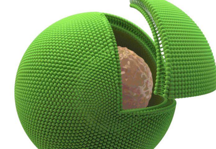 Impression of a biological cell (brown) inside the artificial cell (green)