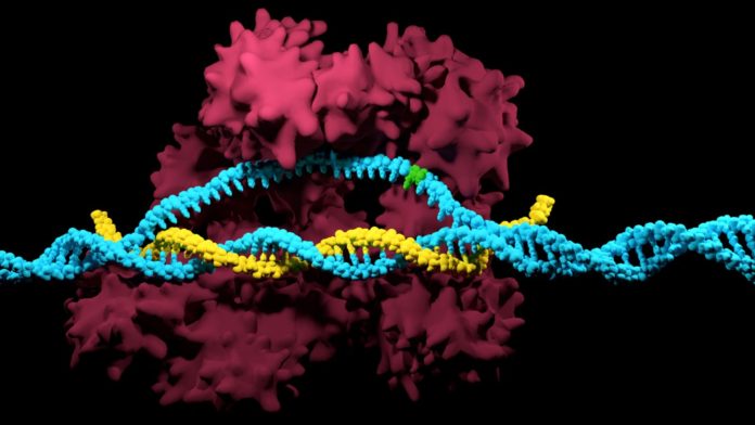 A Wyss Institute team devised a CRISPR/Cas9-based mutation-prevention system that is capable of discriminating a single nucleotide variation (indicated here in green) in the DNA code (in blue) to readily remove newly occurring disease-associated mutations. Credit: iStock/Meletios Verras