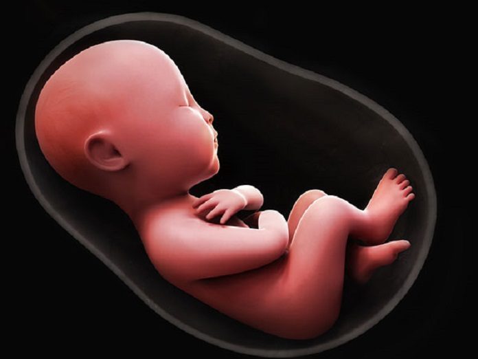 Fetus inside the womb