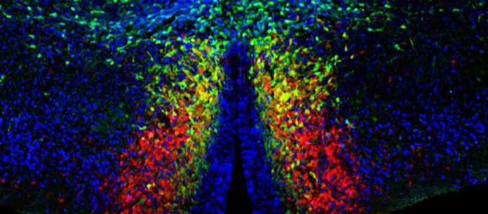 Confocal microscopy image showing the embryonic preoptic region, sitting on the brain floor. Cortical neurogliaform cells come from this region that borders the third ventricle (middle, in black), marked by the expression of the transcription factor HMX3 (in red). (© Alexandre Dayer/UNIGE)