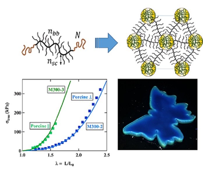 © D.A. Ivanov and S.S. Sheiko Top – left: molecular structure of a plastomer synthesized in this work; right: supramolecular structure formed by the assembly of identical plastomers. Bottom – left: stress-strain curves for plastomers (“M300-2” and “M300-3”) that mimic the mechanical behavior of pig skin samples (“porcine”, in transversal or longitudinal cross-section); right: image showing the iridescent color of the plastomers. The edges are less blue because they receive the light at a different angle.