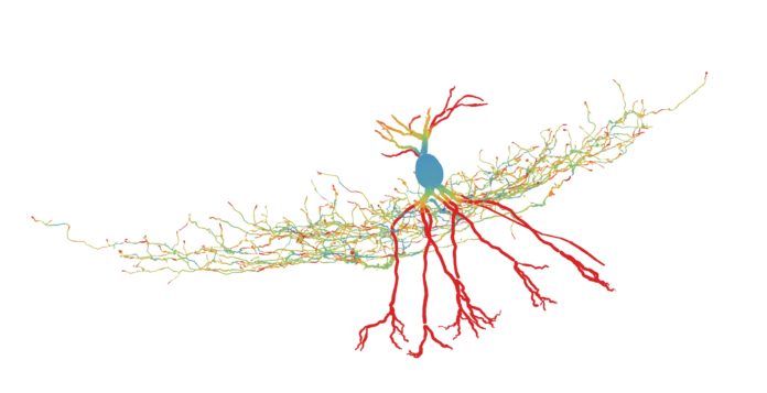 A GABAergic interneuron studied by the researchers. Color code indicates energy efficiency of the neuron. Credit: Peter Jonas