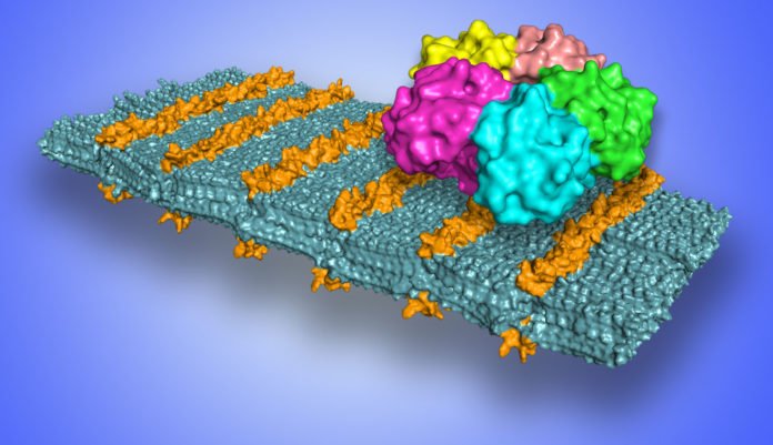 A molecular model of a peptoid nanosheet shows loop structures in sugars (orange) that bind to the Shiga toxin (shown as a five-color bound structure at upper right). (Credit: Berkeley Lab)