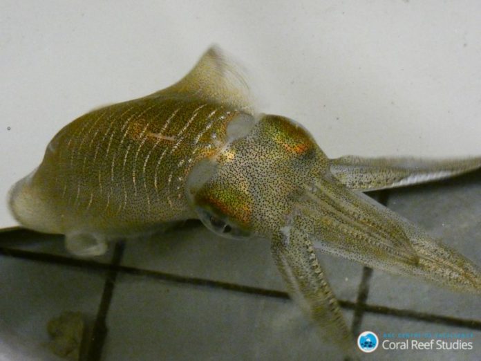 Adult bigfin reef squid, Sepioteuthis lessoniana. Image: Blake Spady