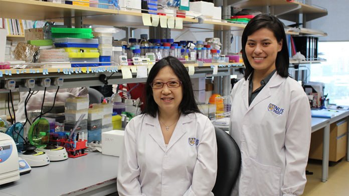 Assistant Professor Yvonne Tay (left), Principal Investigator at the Cancer Science Institute of Singapore at the National University of Singapore and Dr Chan Jia Jia (right), a Research Fellow in Asst Prof Tay’s group uncovered new biomarkers and therapeutic targets for prostate cancer linked to the FTH1 iron storage gene.