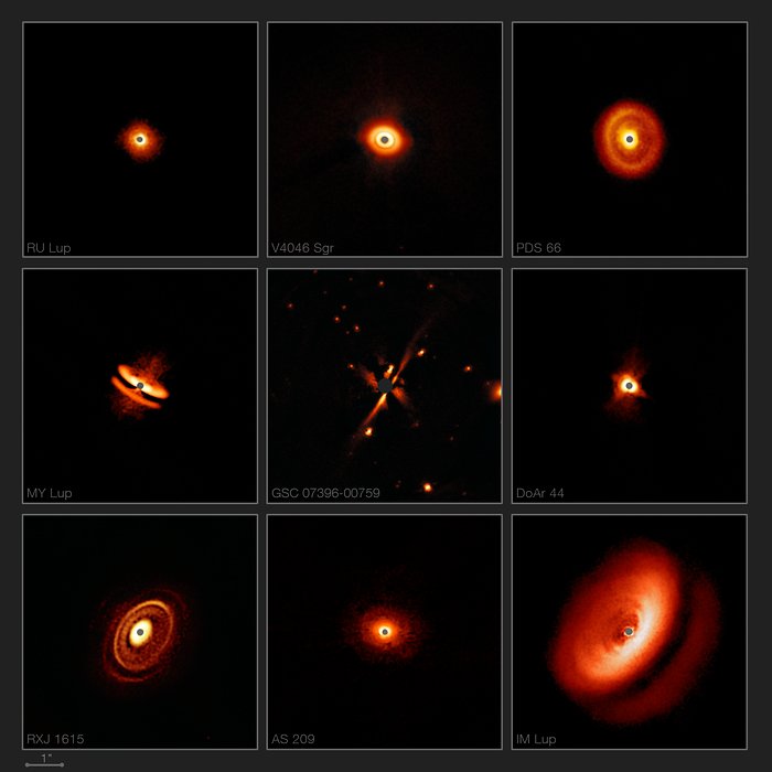 SPHERE images a zoo of dusty discs around young stars