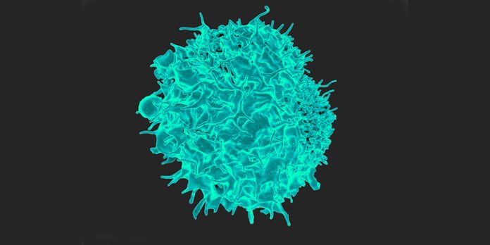 T-cells: a new method developed by Basel researchers simplifies the genetic modification of T-cells in mice. They are now aiming to transfer the technique to human T-cells.
