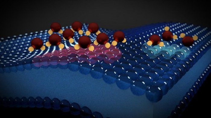 Using water molecules to read electrical activity in lipid membranes