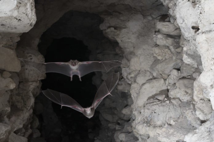 Two vampire bats take flight Image: Sherri and Brock Fenton