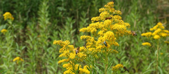 The giant goldenrod (Solidago gigantea) is a species introduced from North America. It is considered invasive in Switzerland because it can dominate environments bordering agricultural fields. But favourable biological interactions with pollinators take place and the plant has medicinal properties. Current biodiversity and sustainability indicators ignore these positive contributions. © UNIGE